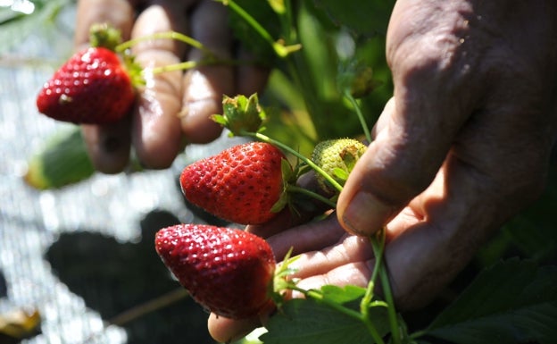 La superficie ecológica sube en 10.133 hectáreas en un año, hasta 69.916