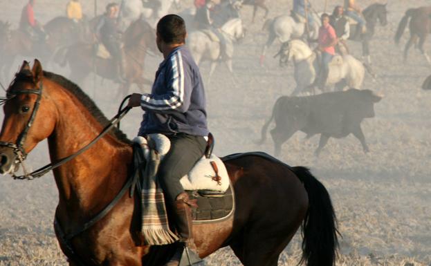 La Junta abre la puerta a los encierros por el campo en Castilla y León