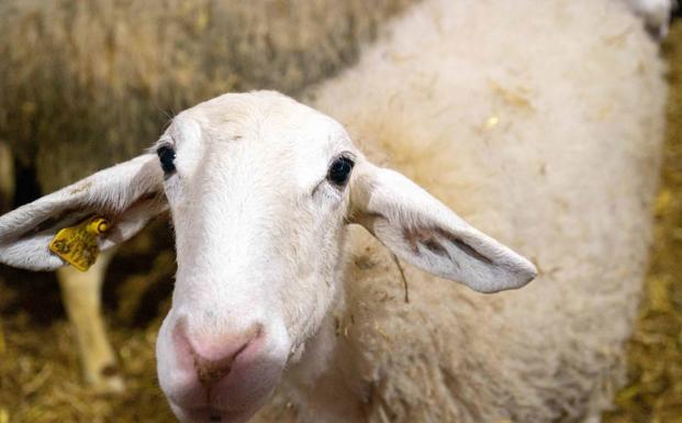 Claves para reducir el estrés por calor en ovino de leche