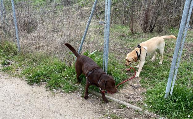 Burgos contará con un censo de gatos y hurones y multará por no limpiar los orines de los perros