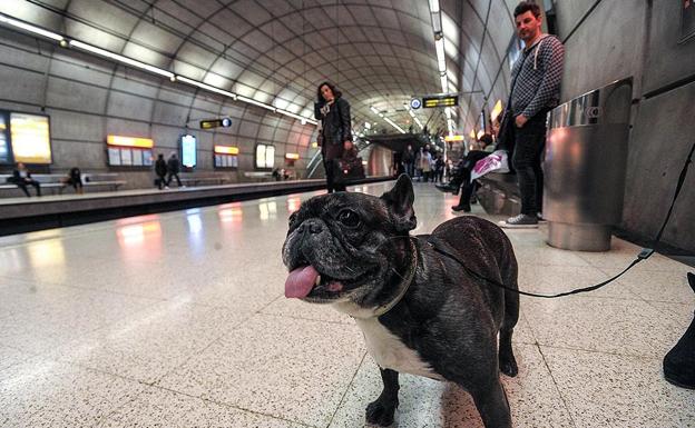 La sangría demográfica: España tiene más hogares con perros que con niños