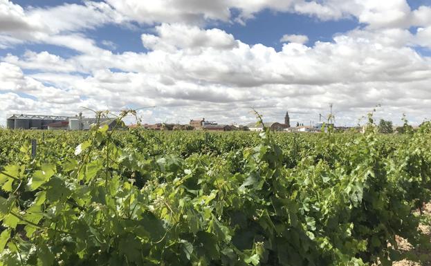 El sector del vino recibirá 17 millones para inversiones en bodegas y plantaciones