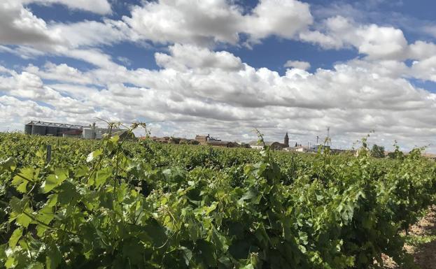 Asaja convoca la próxima semana la sectorial del vino a instancias de Valladolid