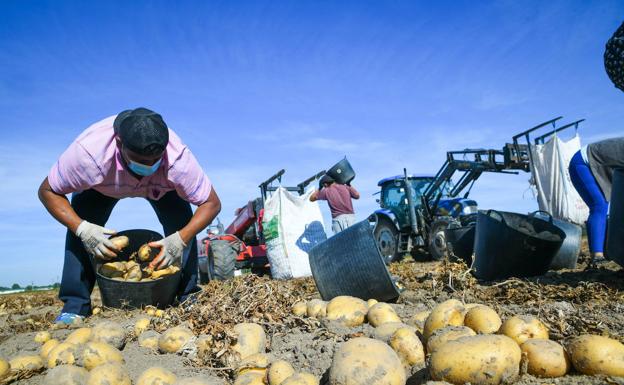 La patata incrementa su precio un 1292% entre origen y destino, según UPA