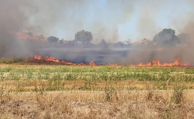 Un incendio calcina casi 20 hectáreas de cereal en Presencio