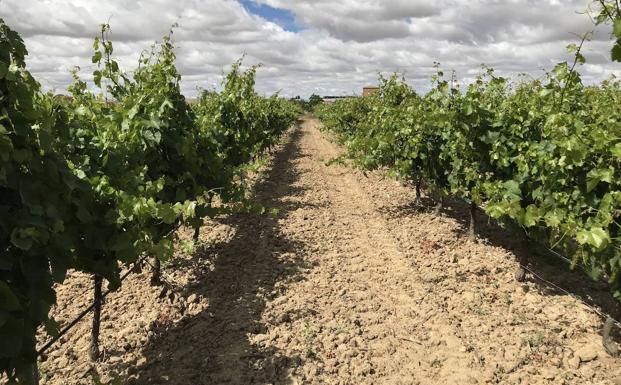 Las bodegas de la DO Rueda no garantizan la recogida de la producción a los viticultores