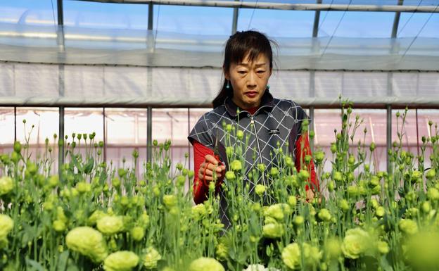 Flores de Fukushima para los medallistas olímpicos