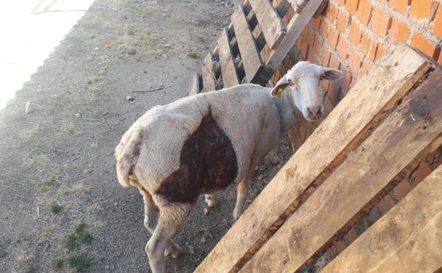 UPA Ávila denuncia la muerte de 13 ovejas por un ataque de lobo