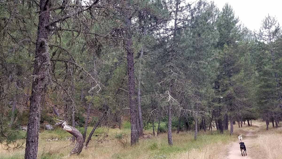 Recorrer las esculturas naturales que el río Lobos ha esculpido