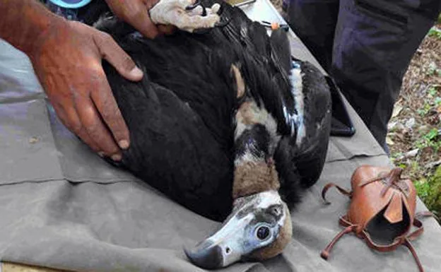 Sobreviven dos de los siete pollos de buitre negro que nacieron en 2021 en la Sierra de la Demanda