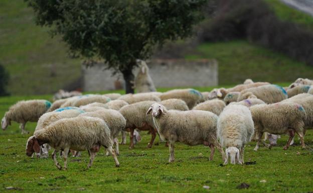 El uso de la aplicación Módulo Ganadero sube un 17% en los últimos años