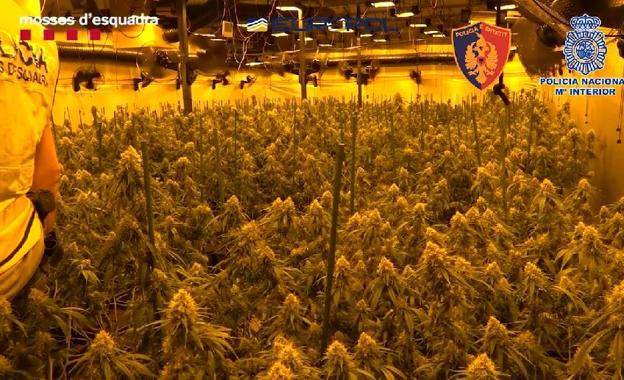 Golpe al crimen organizado albanés dedicado a la exportación de marihuana desde España