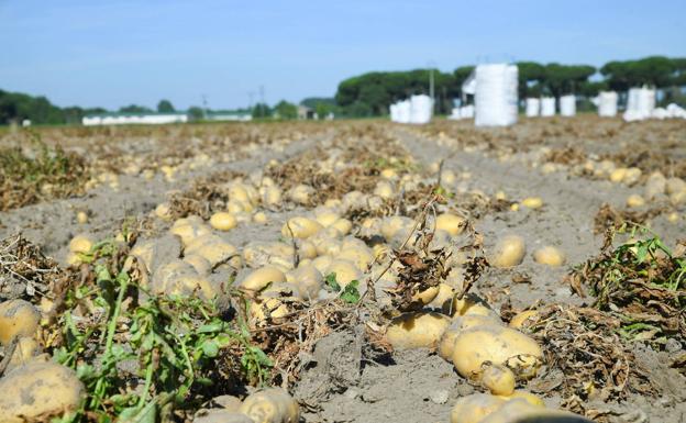 COAG dice que habrá desabastecimiento de patatas si la distribución no se adapta