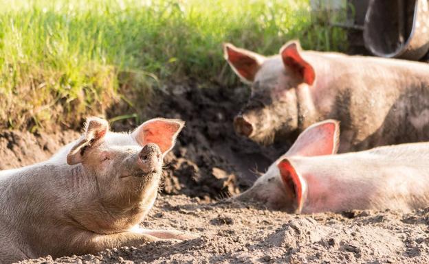 Registrado un test pionero para el diagnóstico de la brucelosis porcina