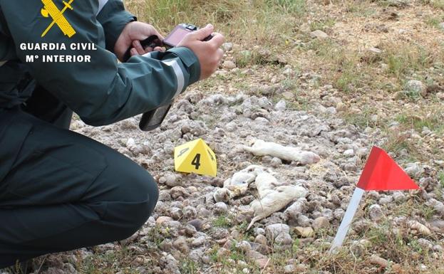 Investigado un hombre de un centro canino de Burgos tras hallar seis cachorros muertos