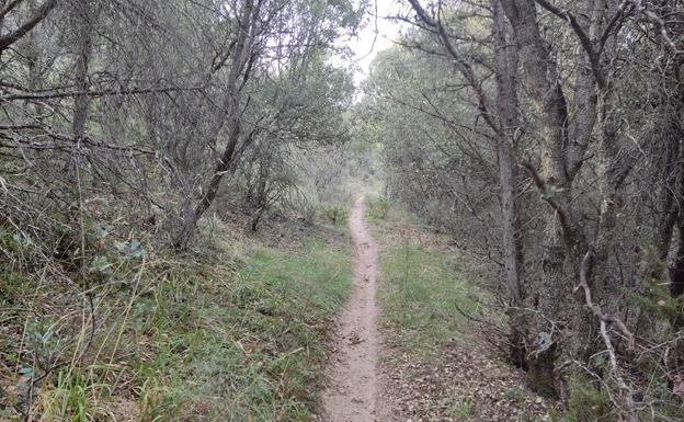 Denuncian a cuatro motoristas que circulaban por el Parque Natural Sabinares del Arlanza-La Yecla