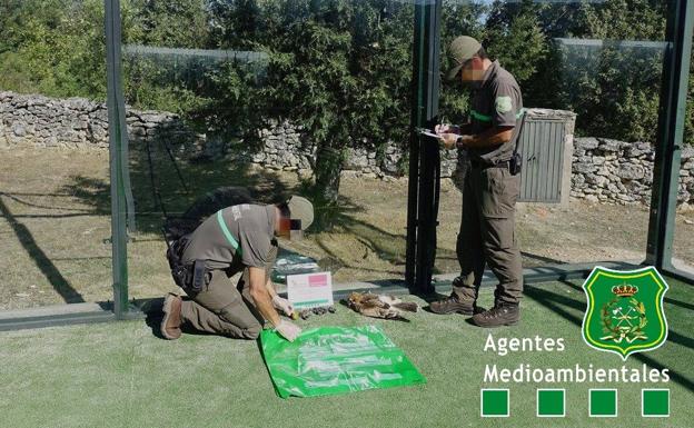Los agentes medioambientales alertan del aumento de muertes de aves por las pistas de pádel en Burgos