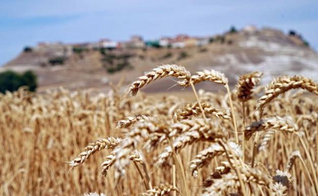 Burgos cierra una buena cosecha estival de trigo, rara en la cebada y con precios «interesantes»