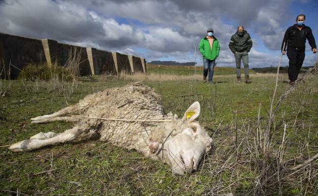 Las ayudas por daños del lobo se podrán solicitar hasta el 16 de octubre