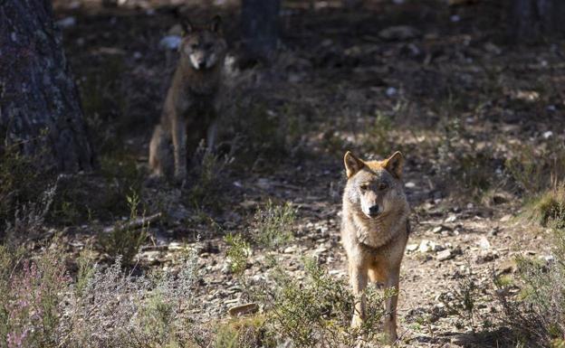 El Gobierno quiere que suba «significativamente» la población del lobo en 2030