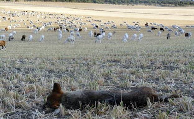 El Gobierno prohíbe la caza del lobo en España