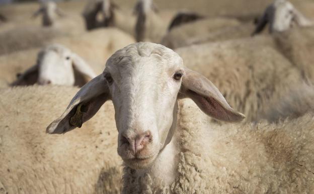 La Lonja de León prevé un repunte del precio de la leche de oveja