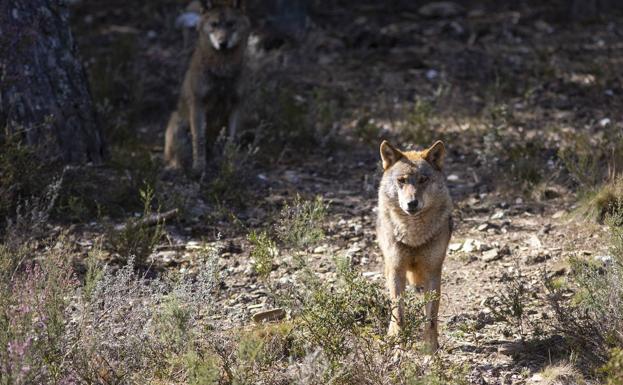 La Junta suspende todas las autorizaciones de caza del lobo