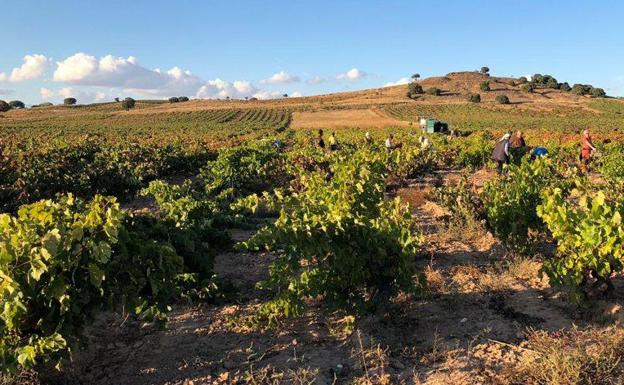 Una decena de bodegas de Ribera dan el pistoletazo de salida a la vendimia