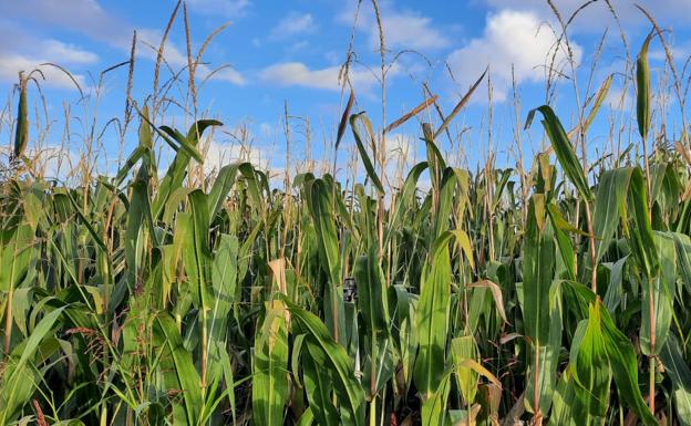 Asaja León convoca el 15 de octubre una concentración de productores de maíz