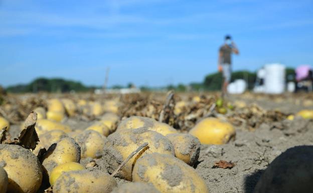 Comienza a cotizar la patata en la lonja de León