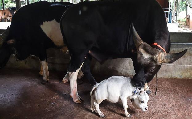 Rani, la vaca más pequeña del mundo a título póstumo