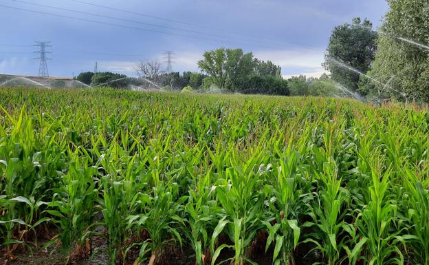 La campaña de riego concluye con los embalses de la cuenca del Duero al 41,4%