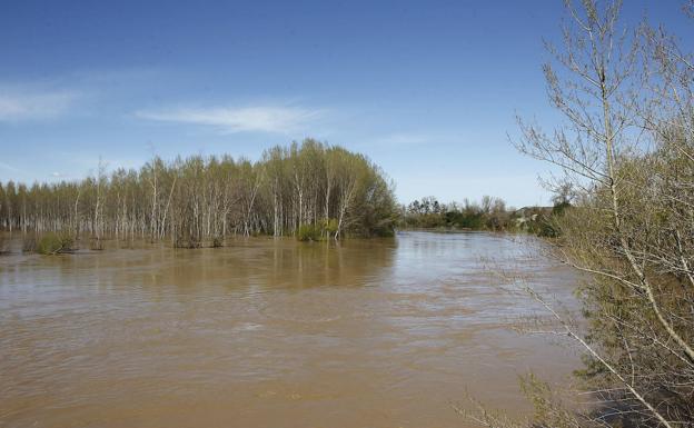 La Diputación pide a la CHD que retire la prohibición de plantar choperas en la ribera de los ríos