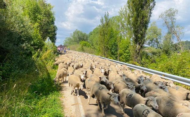 Castilla y León recibe alrededor de 40.000 ovejas trashumantes al año