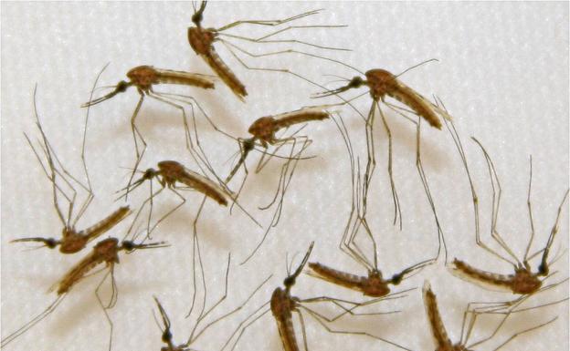 La OMS aprueba la primera vacuna contra la malaria