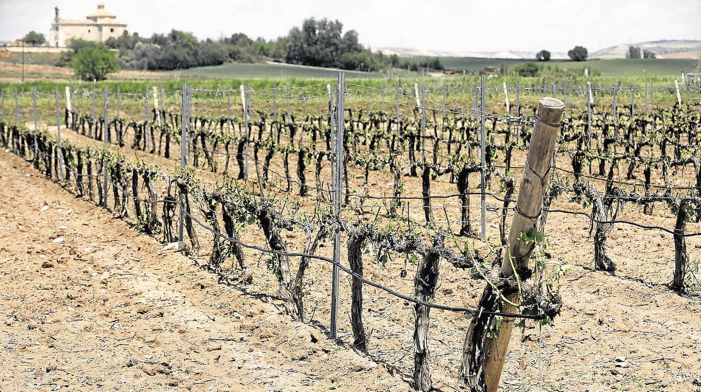 Las indemnizaciones crecen un 57 por ciento en Burgos debido a los siniestros sufridos en el viñedo