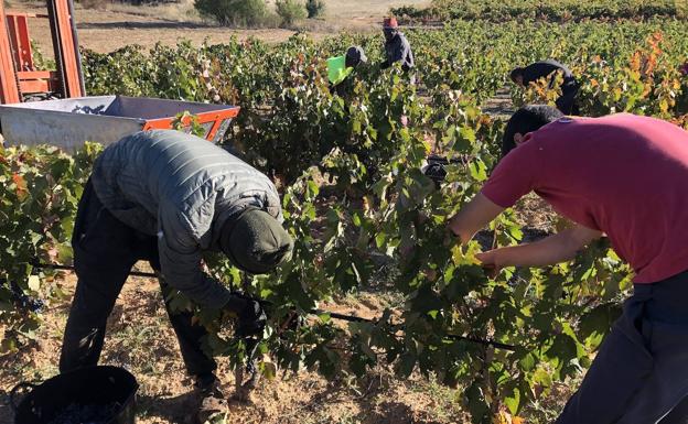 Carnero estima una vendimia de 290 millones de kilos, un 10% más que en los últimos cinco años