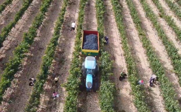 La vendimia se generaliza en la Ribera del Duero con una cosecha que augura gran calidad