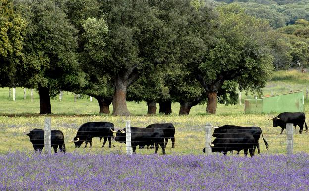 Los ganaderos de toros bravos piden apoyo a la Junta ante la «escasez» de festejos