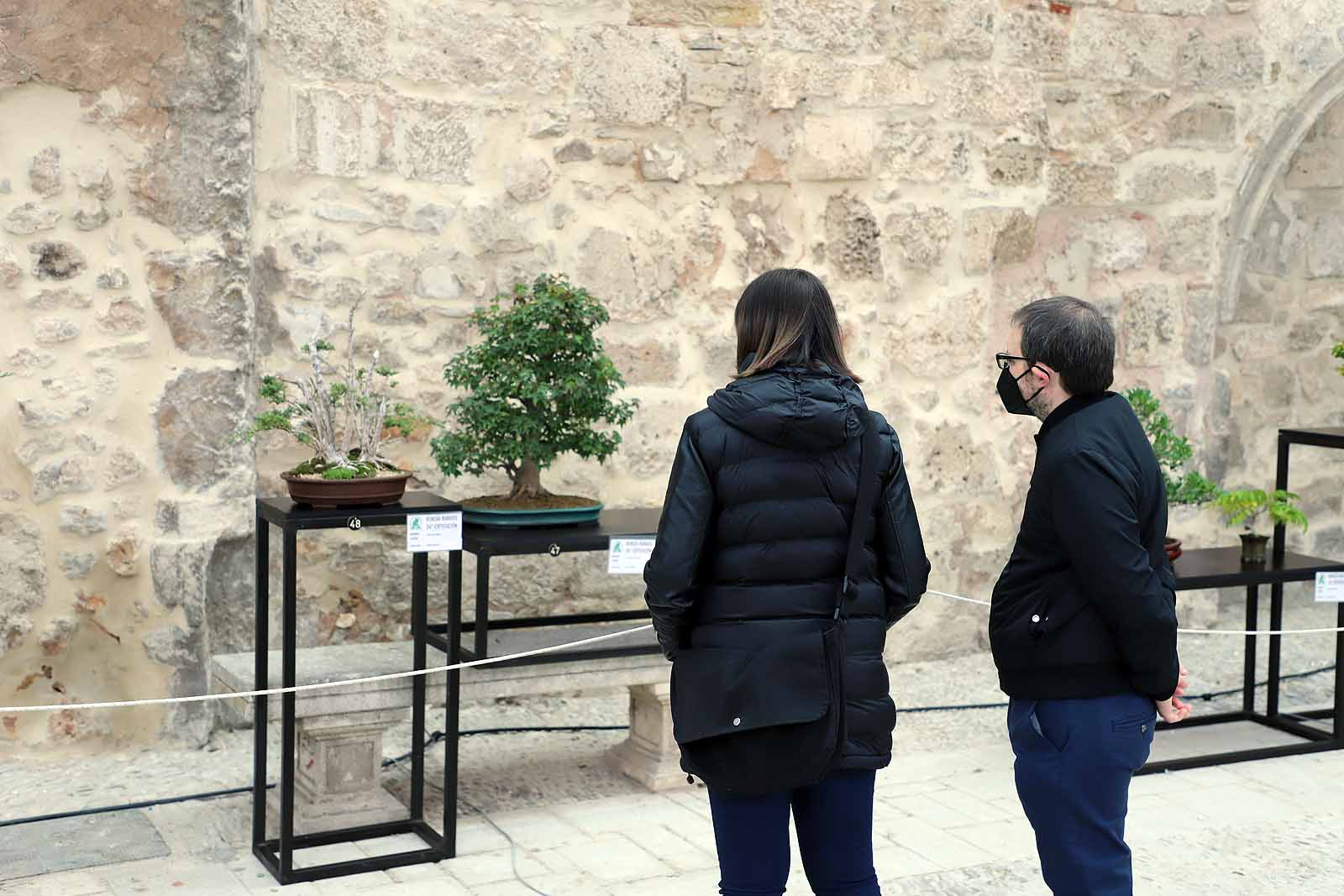 El arte del bonsái, en Burgos