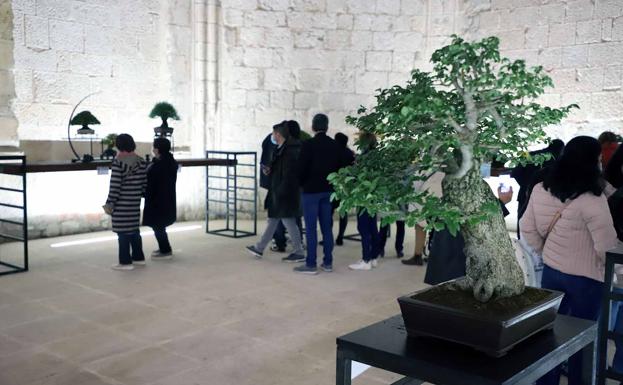 El arte del bonsái, en el Monasterio San Juan de Burgos