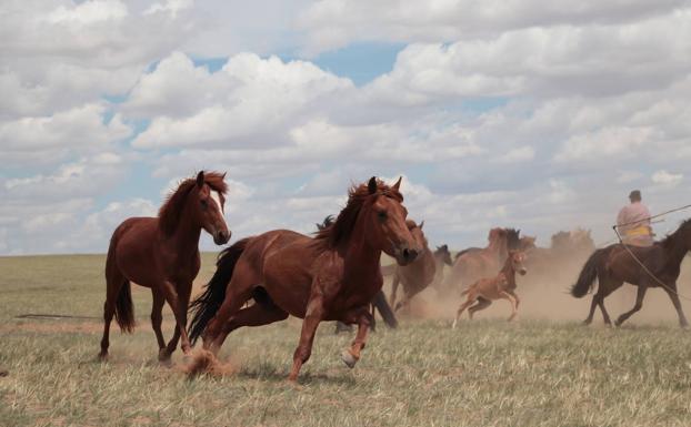 Arsuaga participa en un estudio concluyente sobre la domesticación de los caballos modernos en las estepas del Cáucaso