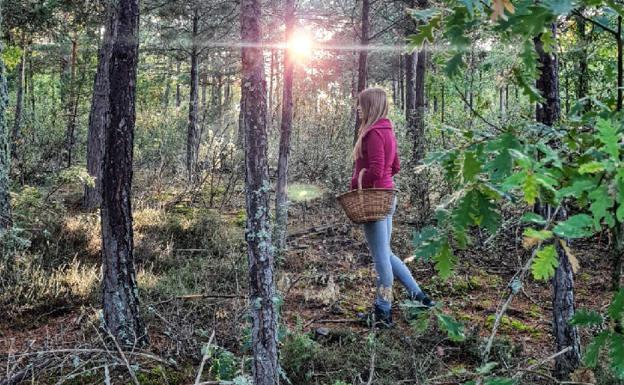 El acotado de Montes de Soria declarado Parque Micológico