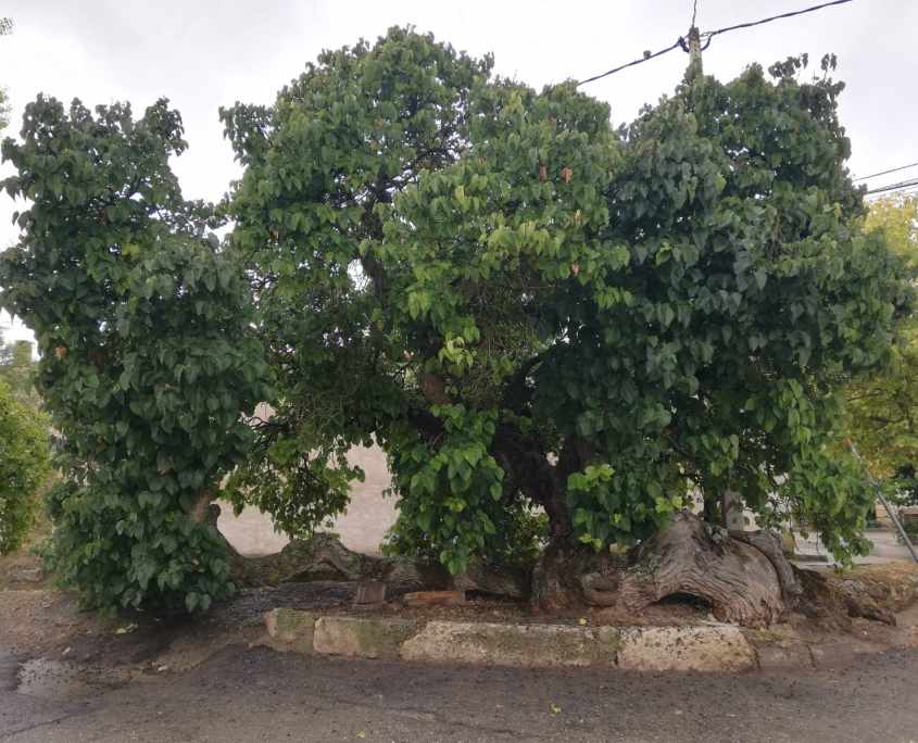 Estos son los candidatos burgaleses a Árbol de España