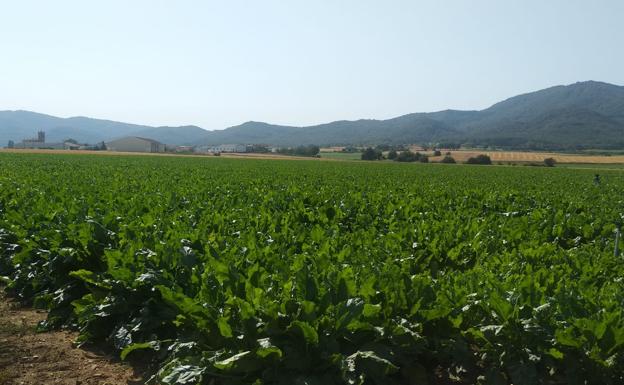 La fábrica de Azucarera en Miranda comienza el martes una campaña que durará 46 días