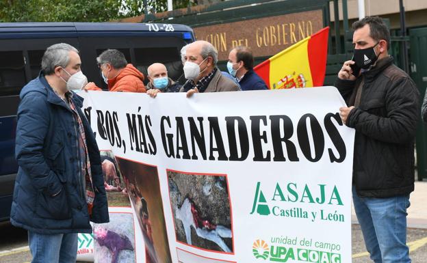 Admitido a trámite el recurso de la Junta de Castilla y León contra la protección especial del lobo