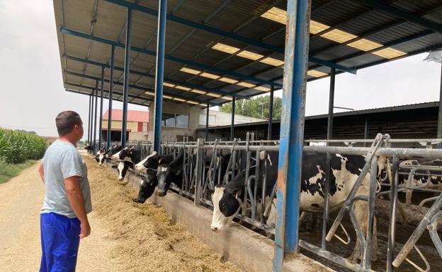 El Ministerio reconoce la «estrechez» de márgenes de los ganaderos de leche