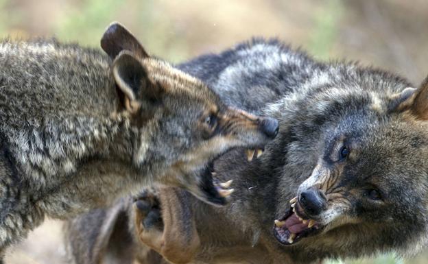 Asaja, COAG y UPA presentan un recurso contra la Orden del lobo ante la Audiencia Nacional