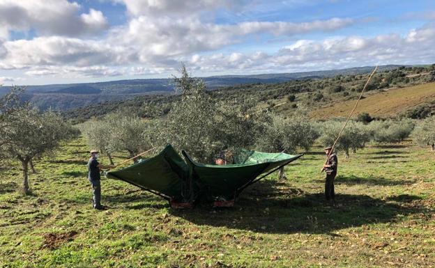 El olivar se estanca en 8.000 hectáreas y una sola variedad autóctona registrada