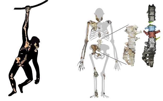 El Australopithecus sediba caminaba como un humano, pero trepaba como un simio